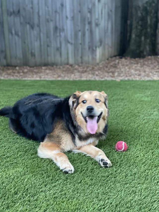 pet turf tampa